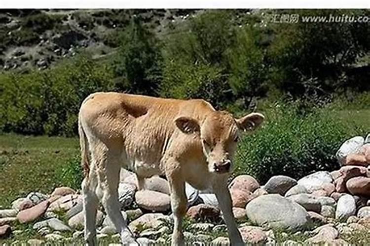 梦见母牛生小牛是什么预兆