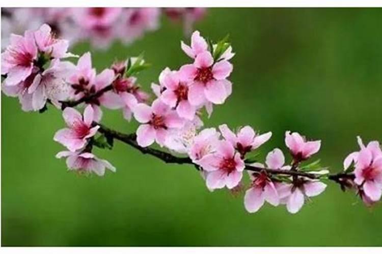壬子日柱女命桃花旺吗婚姻好不好