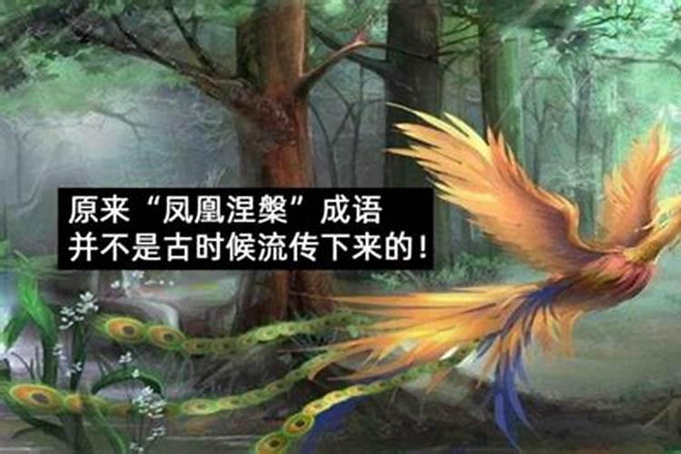 浴火重生猜一生肖