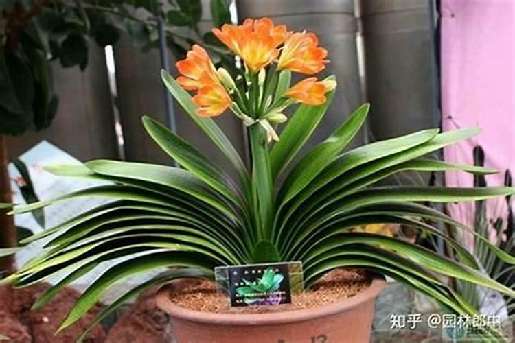 属牛人养什么植物开运最旺