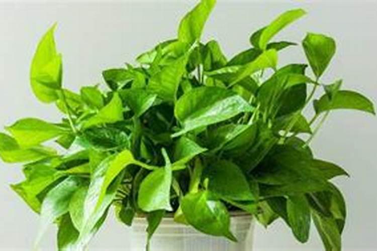 风水上放什么植物最旺学业
