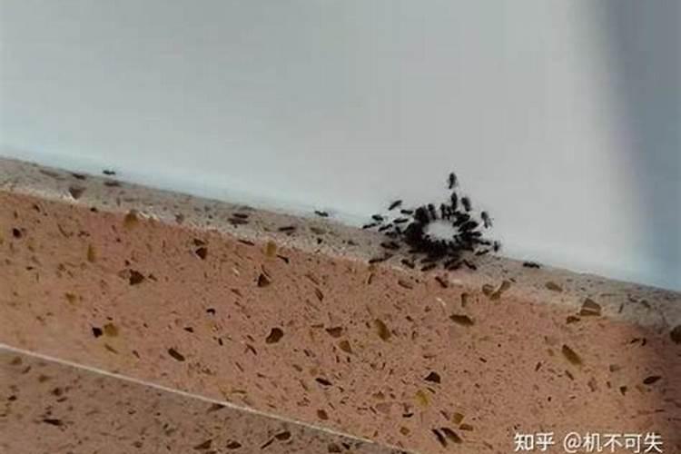蚂蚁爬到床上什么暗示？