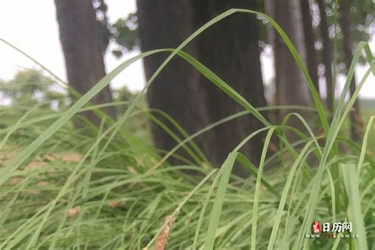 农历7月15日是什么节,是鬼节吗