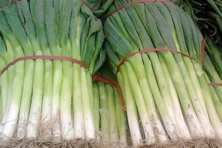 96年鼠2025年每月运势