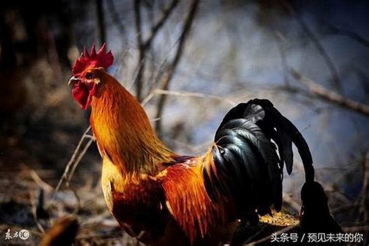 2025鸡人全年运势如何