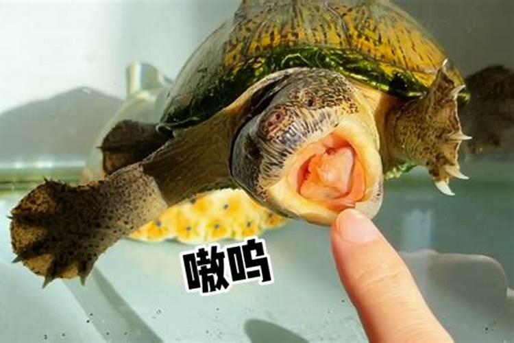 本命年必须穿红色内衣内裤吗 本命年戴红绳同样避邪提运？