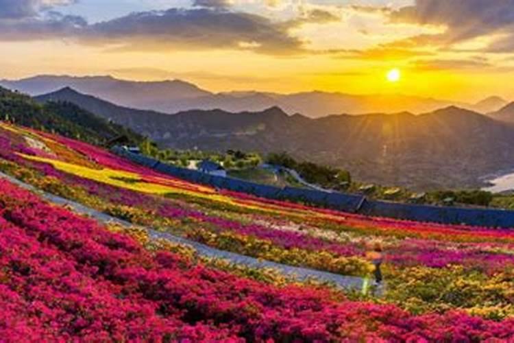 深圳哪些地方有梅花