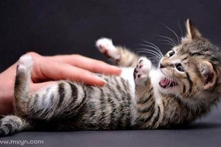 做梦梦到被猫咬是什么意思 做梦梦到被猫咬预兆什么