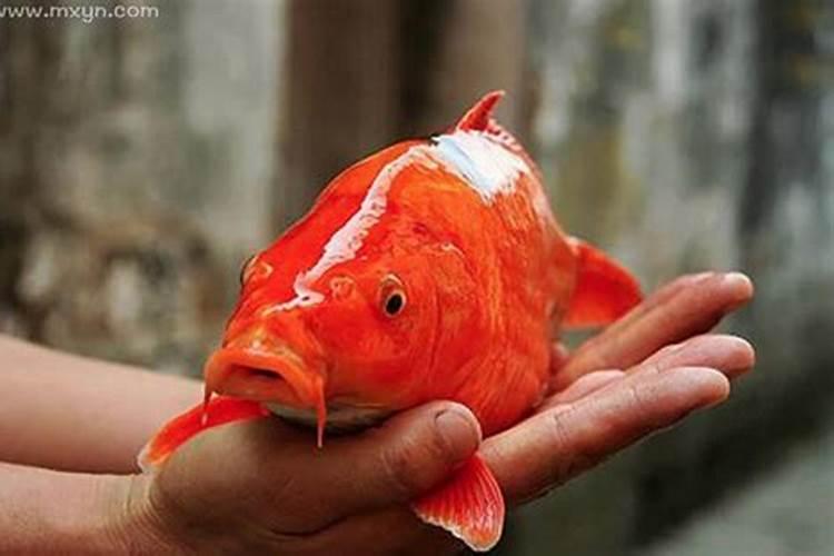 梦见很多大鲤鱼困浅水