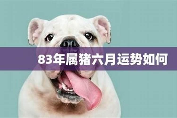 83年农历六月初六子时出生属猪2023年全年运势？