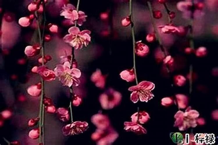 烂桃花化解的四种好方法？