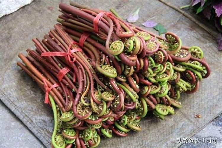 梦见蕨菜什么意思？