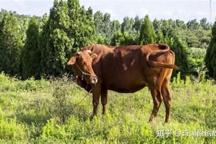 梦见牵着黄牛是什么预兆？