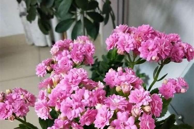 春节开什么花？？？