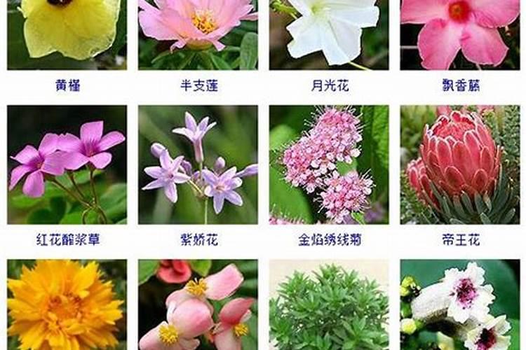 春节前后开的花有哪些