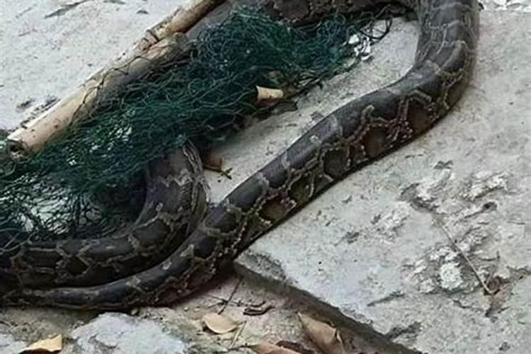 梦见把蛇踩死