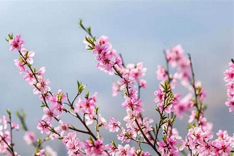 清明节可以去哪里玩 清明节能去玩的地方