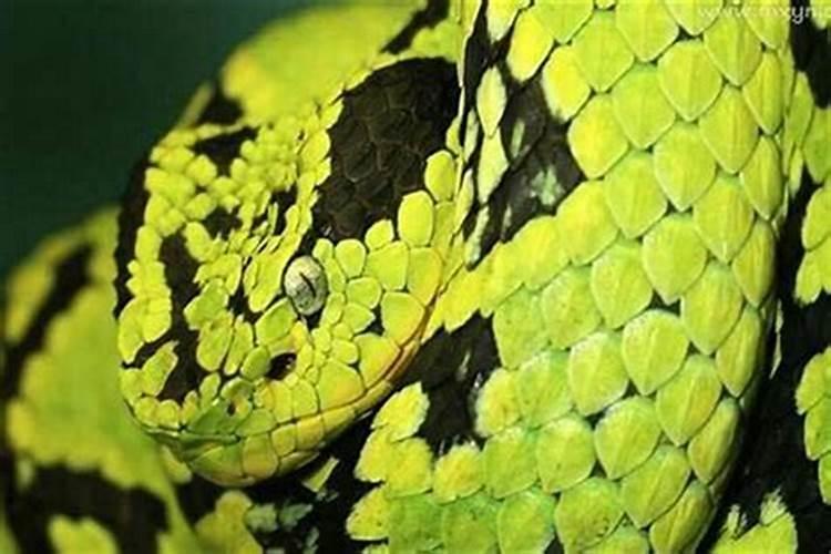 羊刃、孤鸾日的