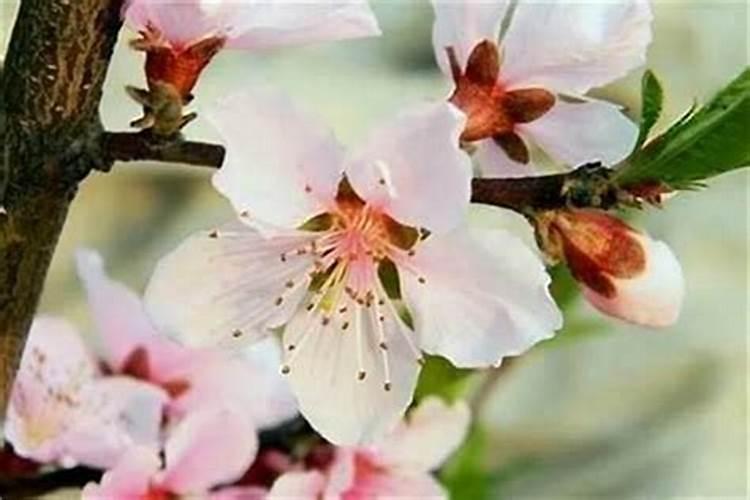 命中有桃花劫会离婚吗,如何化解桃花劫