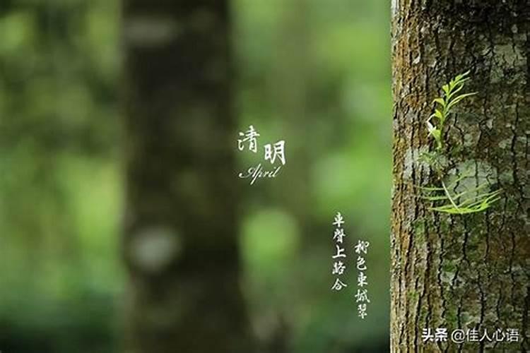 清明节缅怀先祖的名句