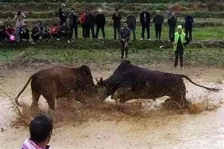 梦见两头牛是什么预兆？
