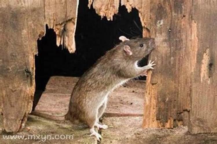 梦见死老鼠发臭是什么意思？