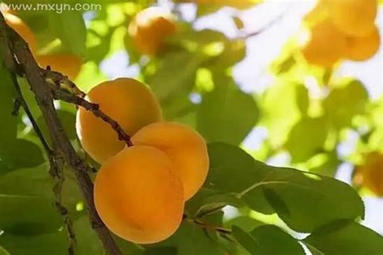 梦见熟透的大杏的预兆