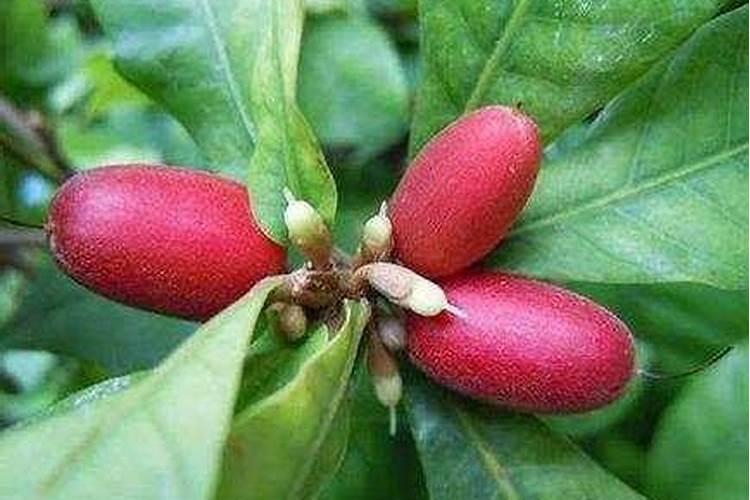 怎样斩掉老公的桃花运 先找桃花位