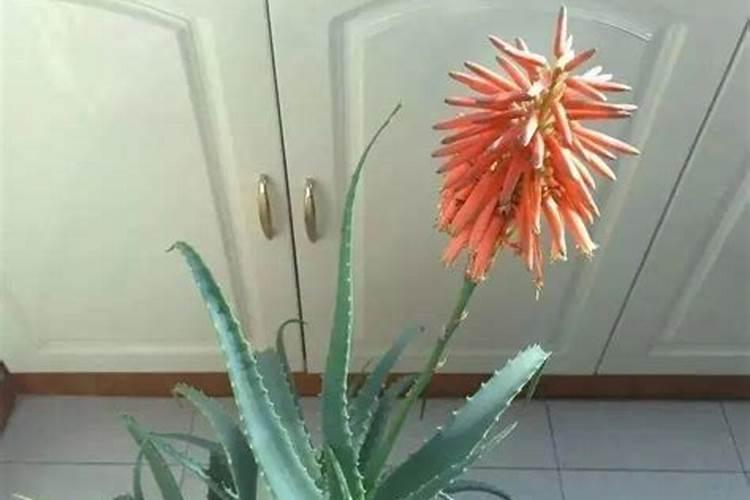 本命年前一年倒霉,运势如何化解