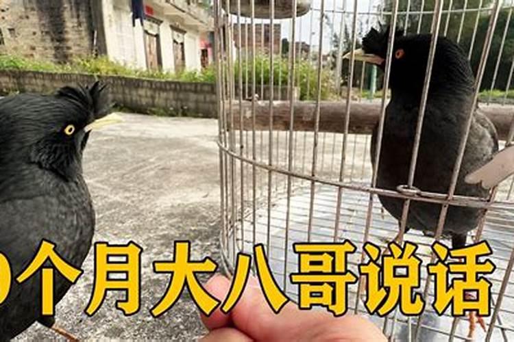 2025年属鸡犯太岁吗