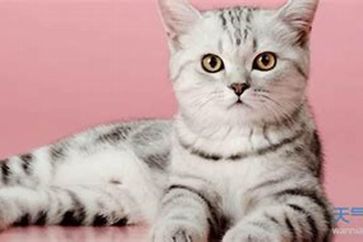 梦见好多死猫有什么预兆？是什么意思？