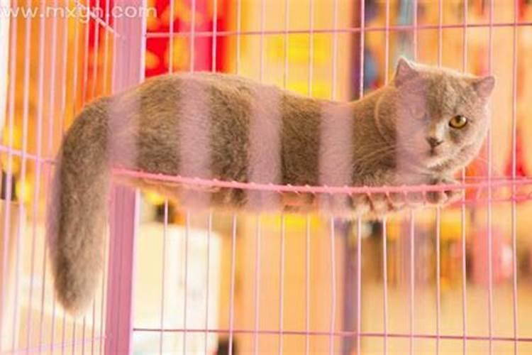 梦见死猫