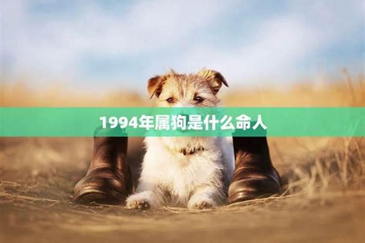 1994年属狗女一生命运怎么样