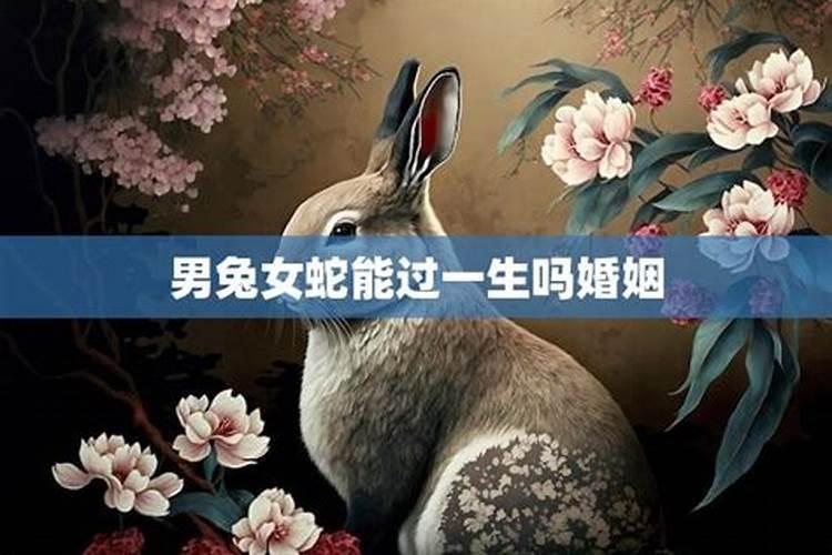 属兔的和属蛇的八字婚配好不好 合不合财？