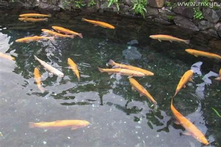 梦见马桶有鱼