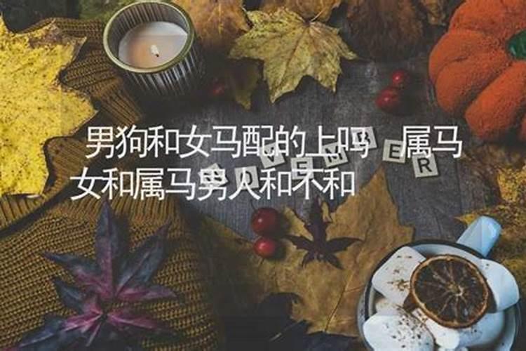 男狗女马属相合不合