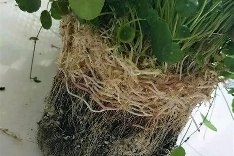 财神节先烧香还是先摆水果几点合适