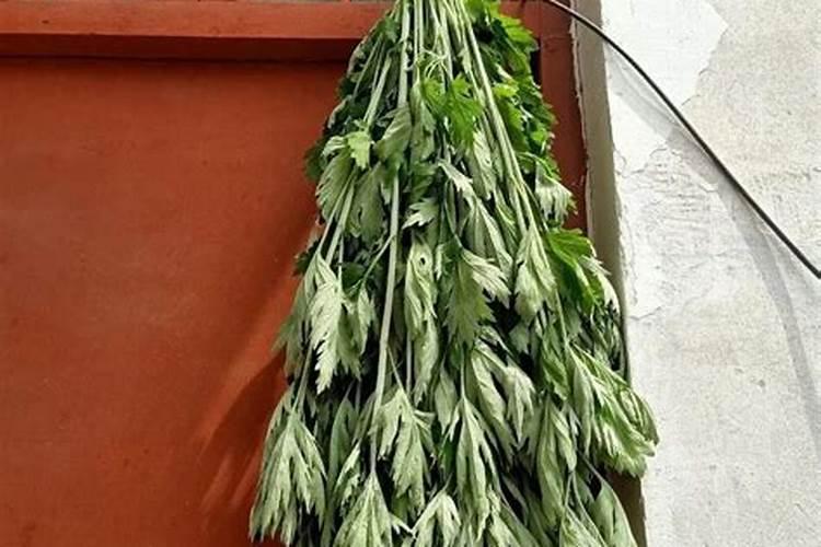 端午什么时候挂艾草