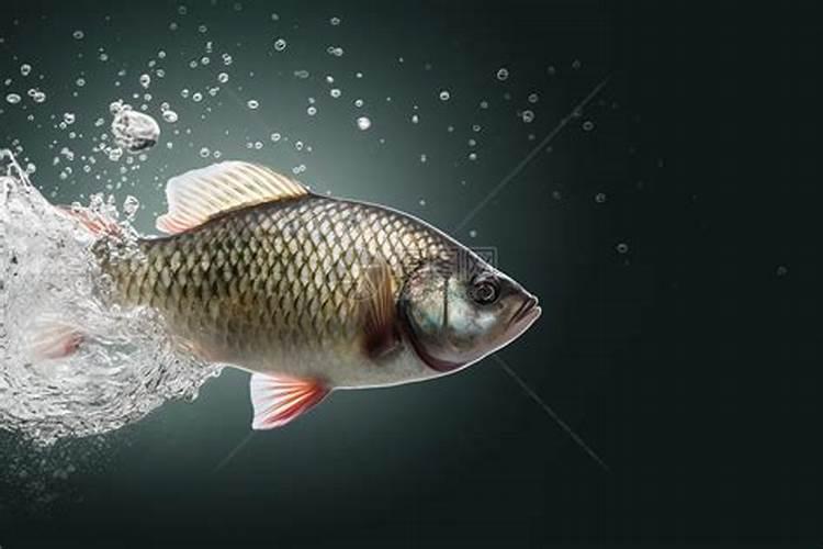 周公解梦梦见洪水然后洪水退了水很清澈见底在然后出来一条红色的鱼...