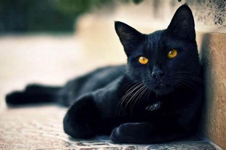 女人梦见黑猫攻击自己什么意思