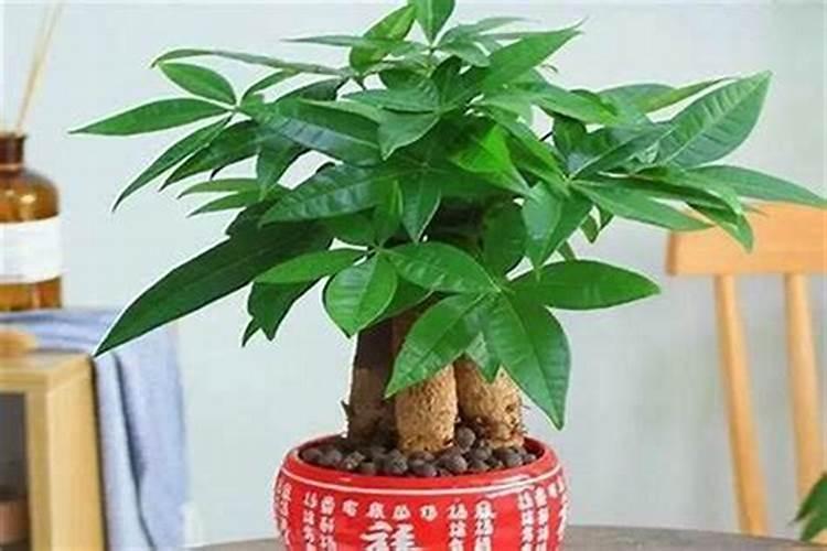 办公室养什么植物旺事业旺财寓意好