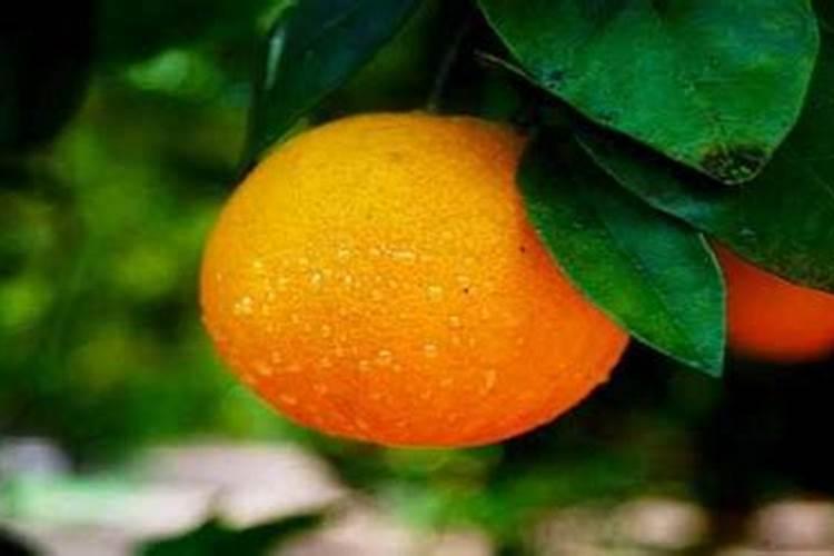 梦见自己背着大便进屋是什么意思