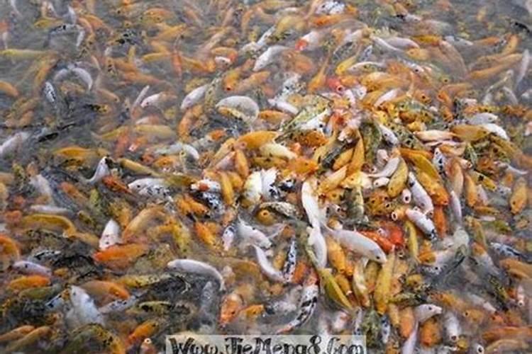 86年虎2025年每月运势