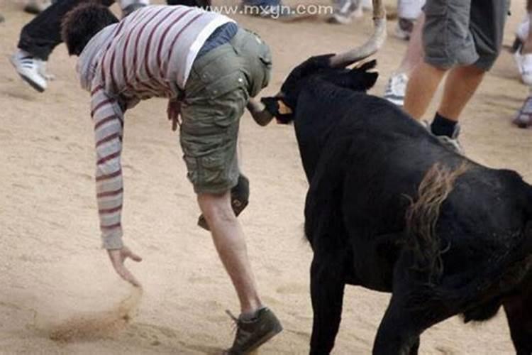 梦见牛顶人是什么意思？