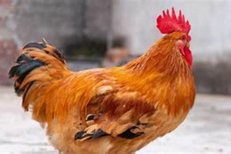 孕妇梦见公鸡是什么意思