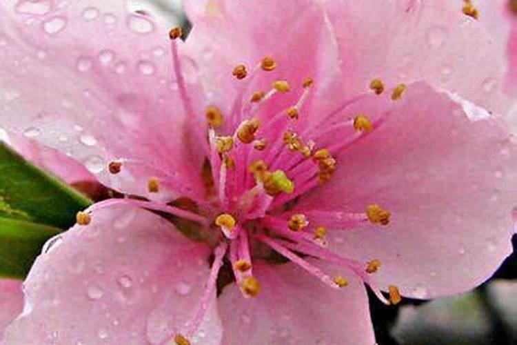 如何桃花运旺