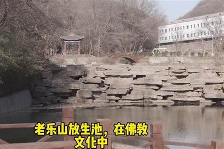 83的猪哪年起大运