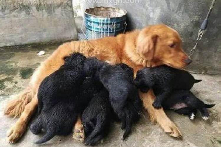 重阳节是为了纪念哪个人物