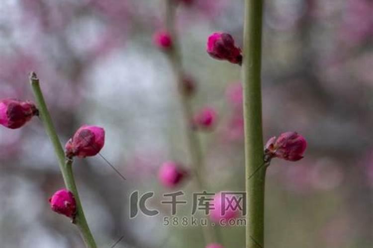 立夏的风俗有哪些 立夏风俗盘点