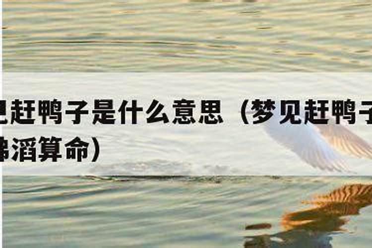 梦见赶鸭子是什么意思？